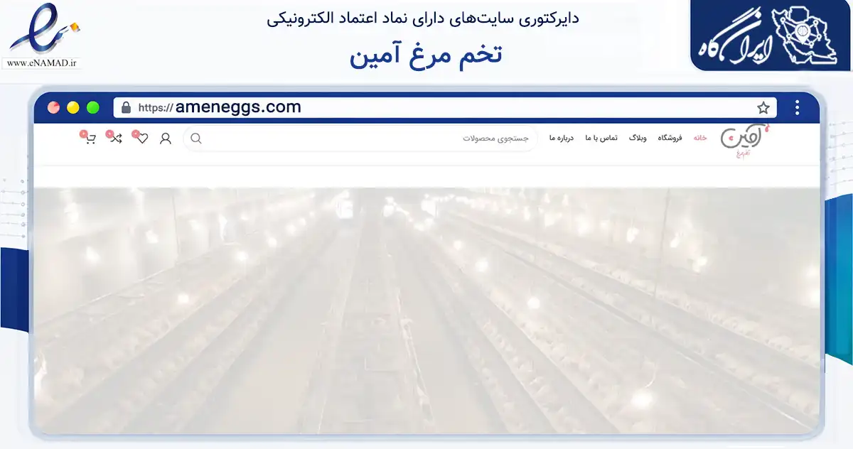 صفحه اصلی سایت تخم مرغ آمین به نشانی ameneggs.com که در زمینه تجارت، بازرگانی و تبلیغات با مرکزیت طرقبه شاندیز فعالیت دارد.