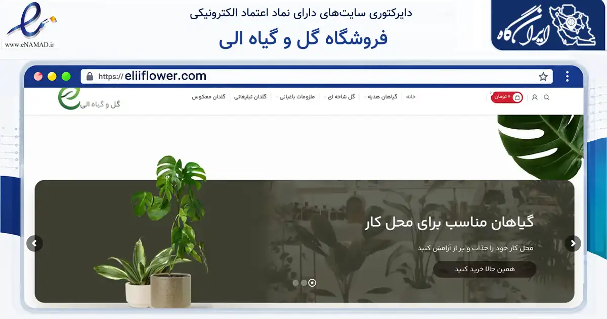 صفحه اصلی سایت فروشگاه گل و گیاه الی به نشانی eliiflower.com که در زمینه تجارت، بازرگانی و تبلیغات با مرکزیت تهران فعالیت دارد.